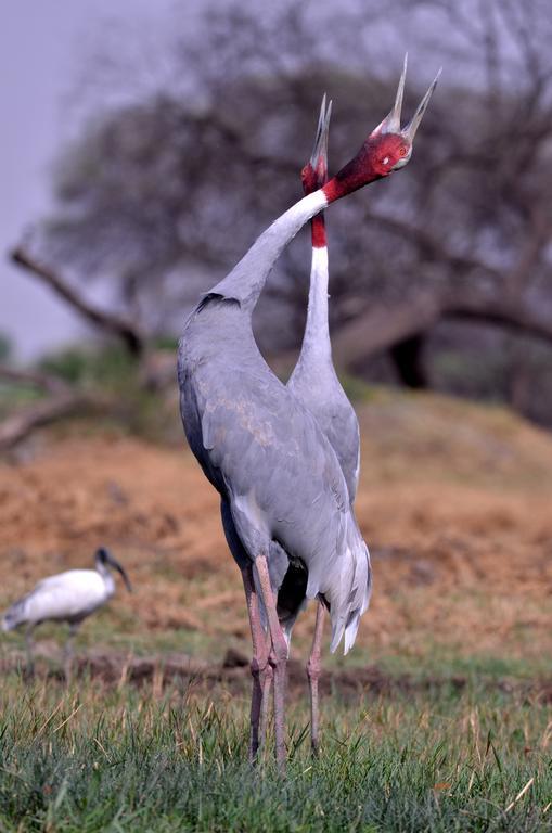 Hotel Bharatpur Ashok Buitenkant foto