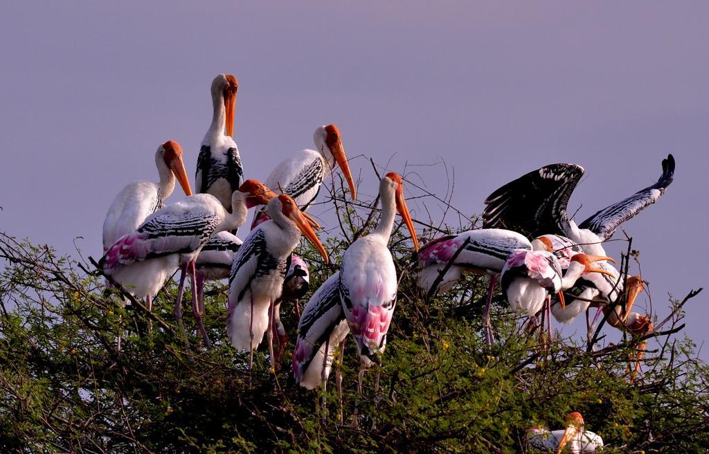 Hotel Bharatpur Ashok Buitenkant foto