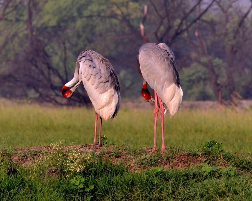 Hotel Bharatpur Ashok Buitenkant foto